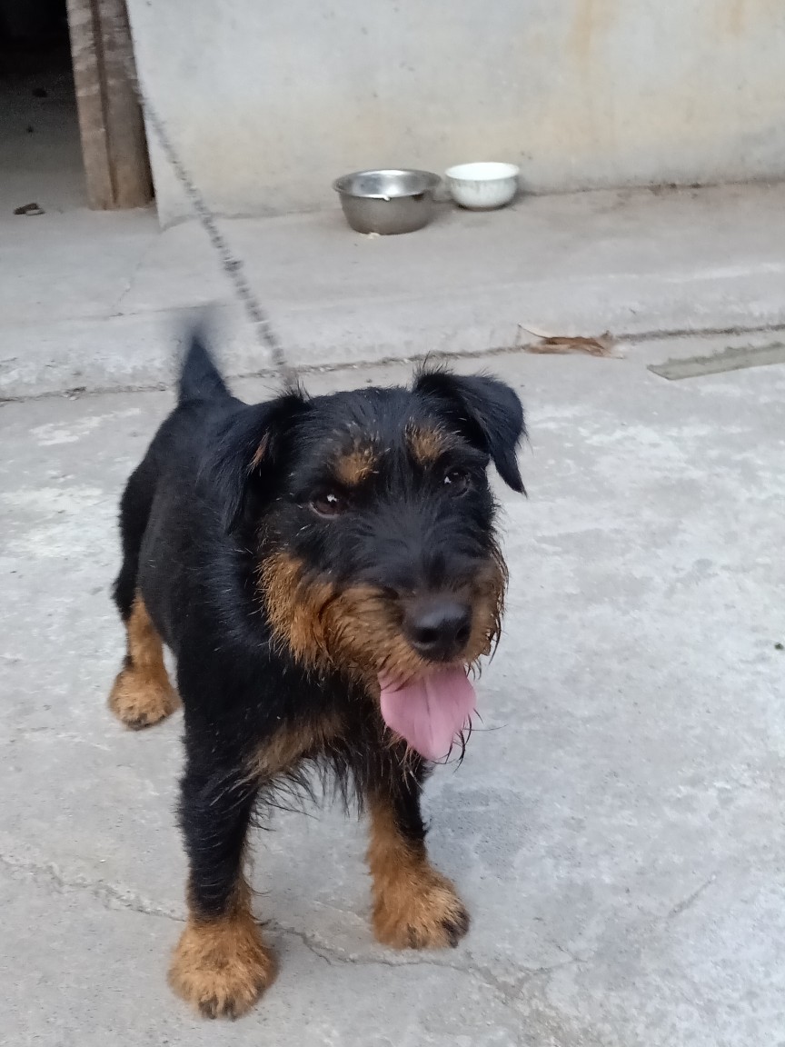 无时间打理,出一条血统猎梗,品相一流