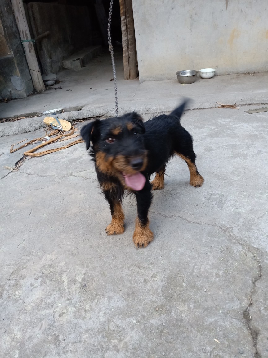 无时间打理,出一条血统猎梗,品相一流