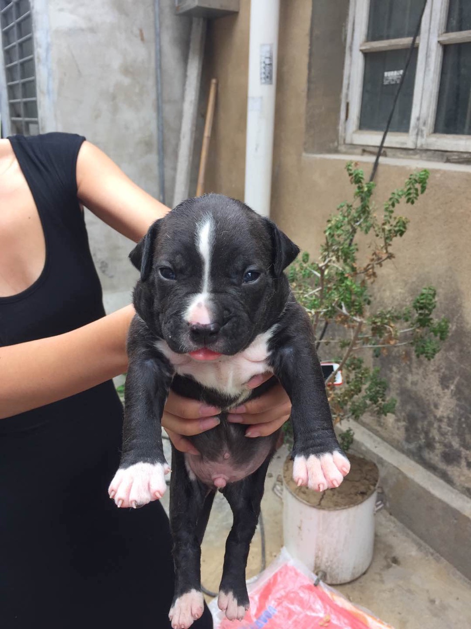 纯种斯塔福幼犬自家繁殖