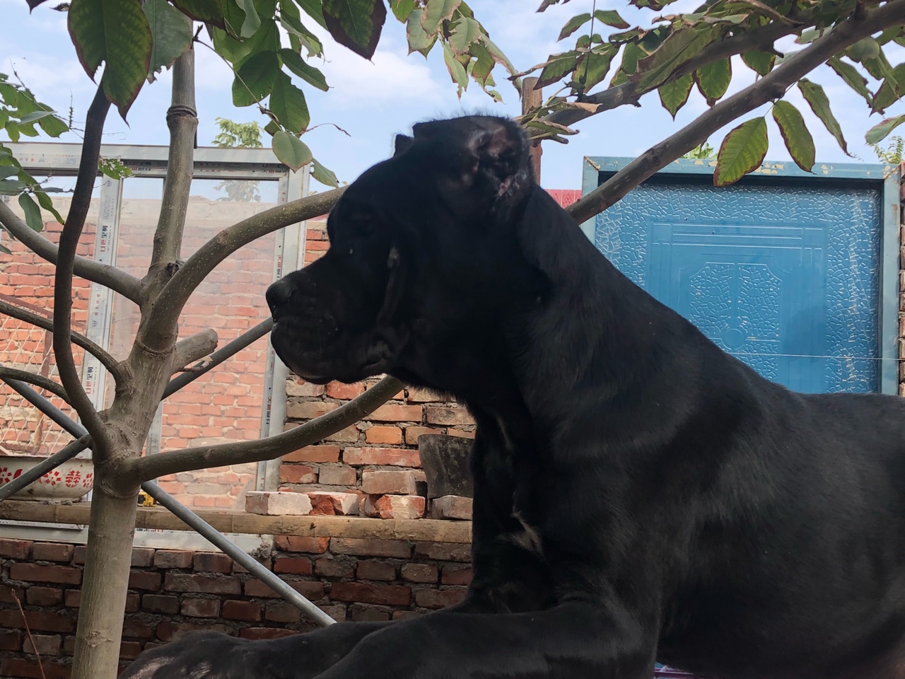 不懂什么猪不猪,不抬杠,自己看,照片没有做过任何处理 - 卡斯罗交易