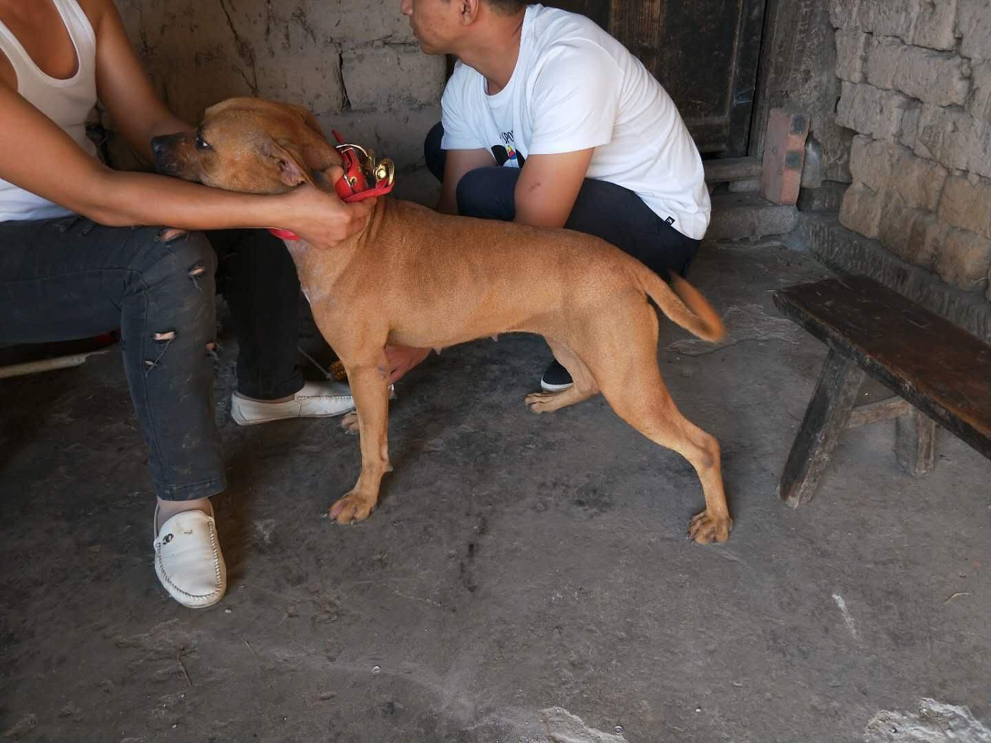 瓦杀女儿 - 比特犬交易 - 猛犬俱乐部-中国具有影响力的猛犬网站