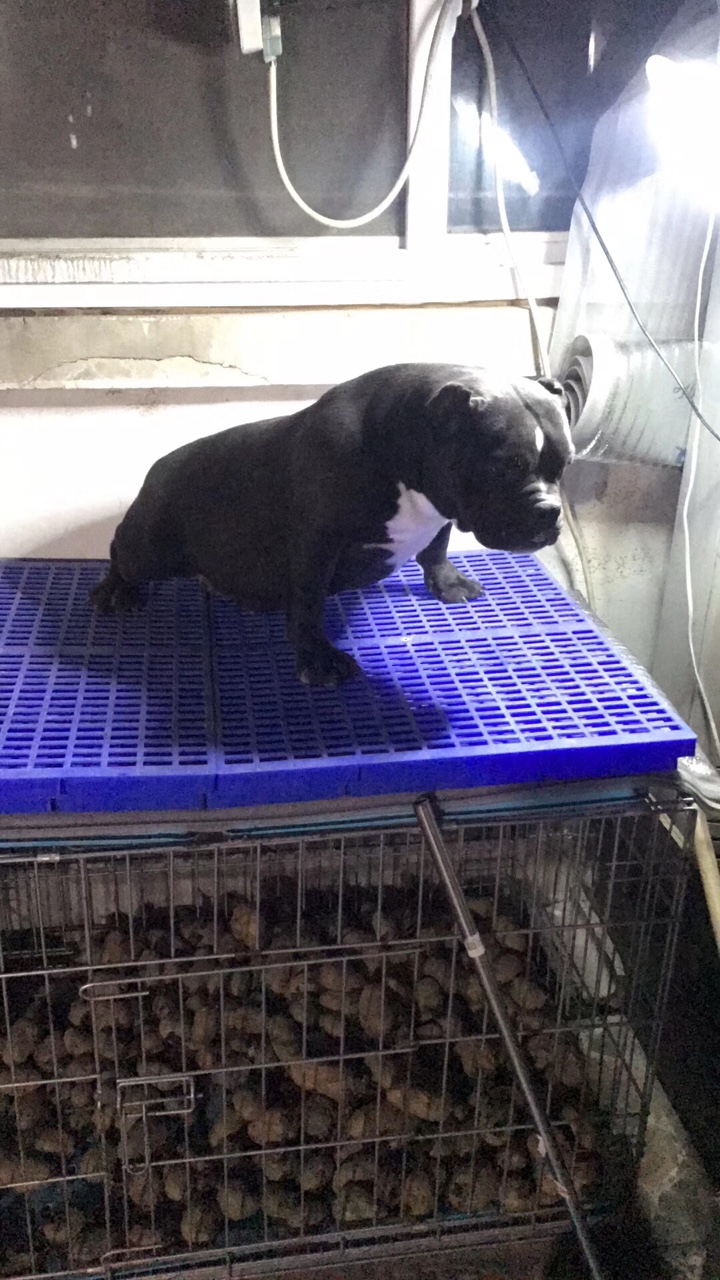 美国恶霸犬