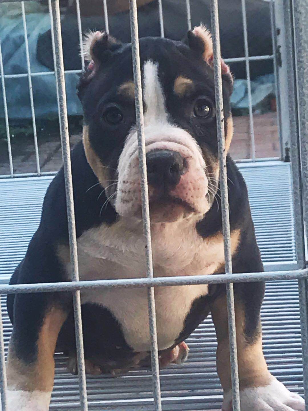 肌肉型美国恶霸犬