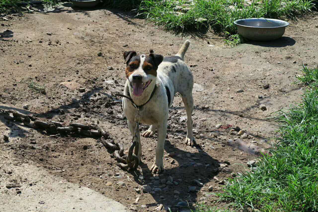 7只太仓串出售 3公 4母 - 综合梗犬交易 - 猛犬俱乐部-中国具有影响力