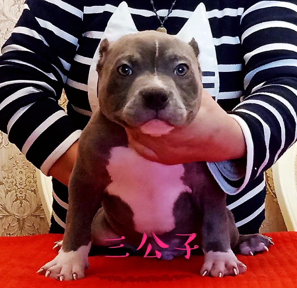 口袋体恶霸犬蓝三色伯爵后代明码3000到6000