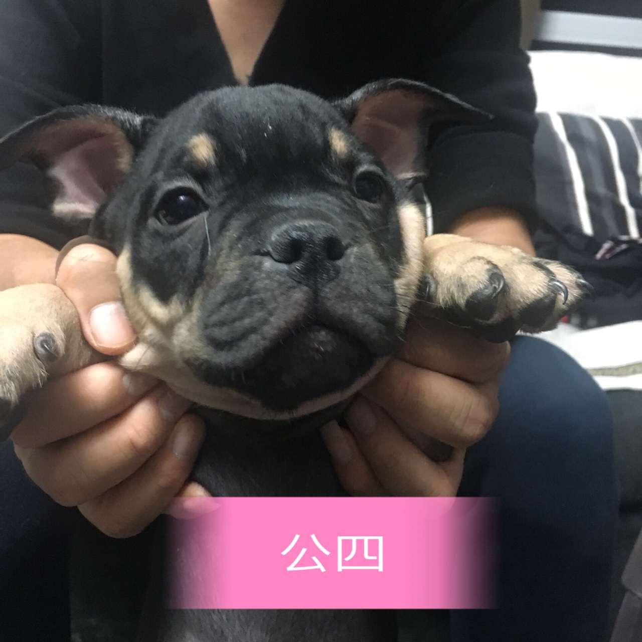 低价出售微体恶霸 - 恶霸犬交易 - 猛犬俱乐部-中国