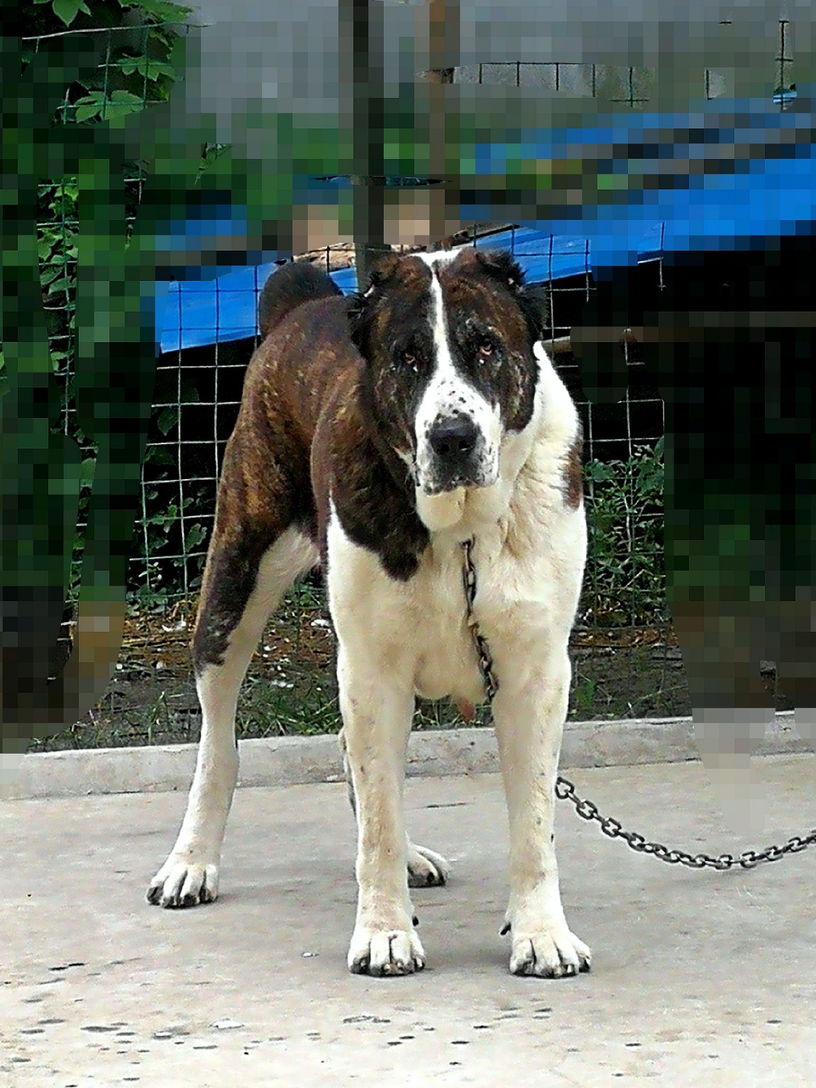 领袖血青年母菲娅的身子发粗了,期待再次发情 - 中亚|高狼 - 猛犬