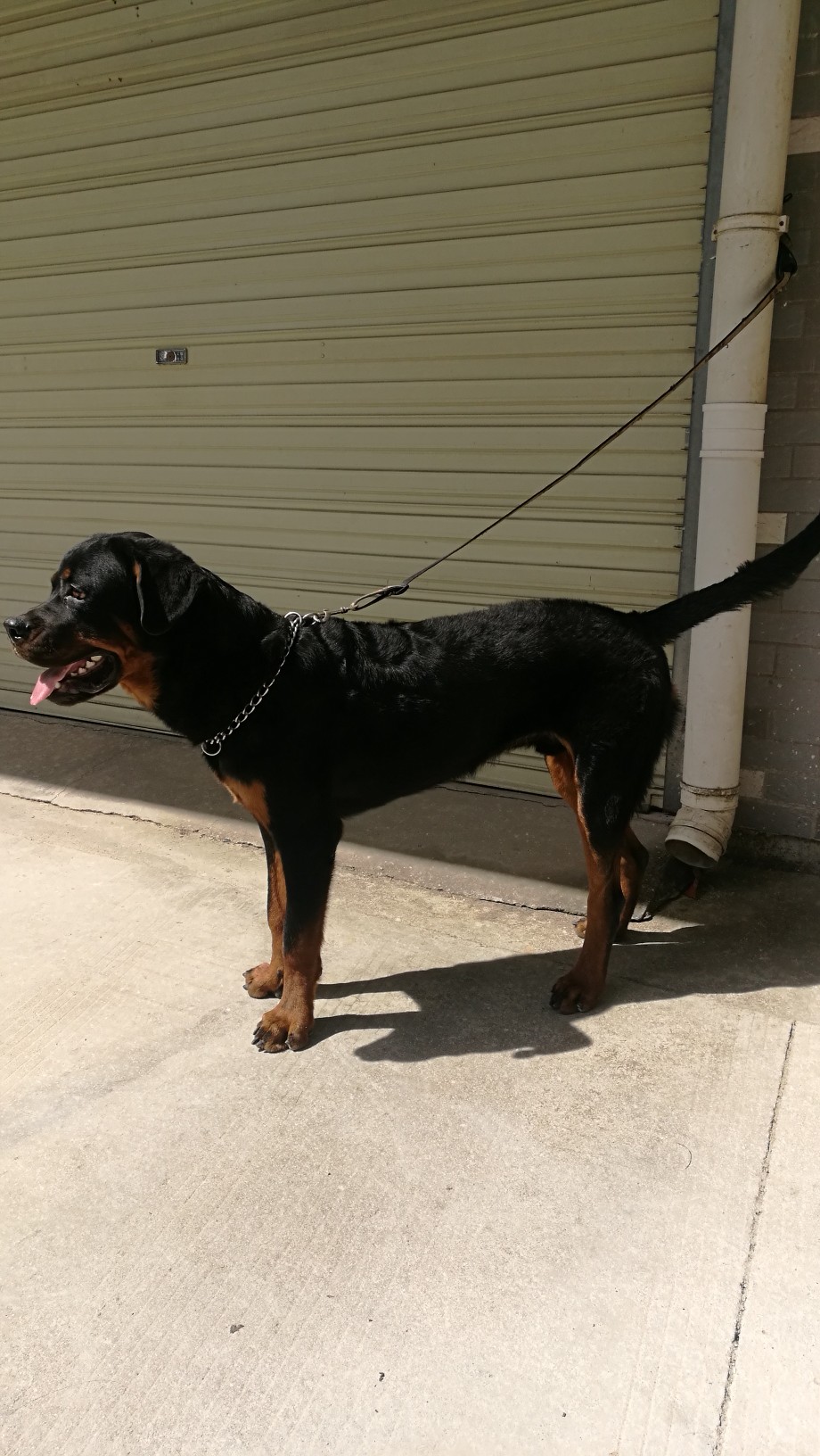 九个多月的小罗 - 罗威纳 - 猛犬俱乐部-中国具有影响力的猛犬网站