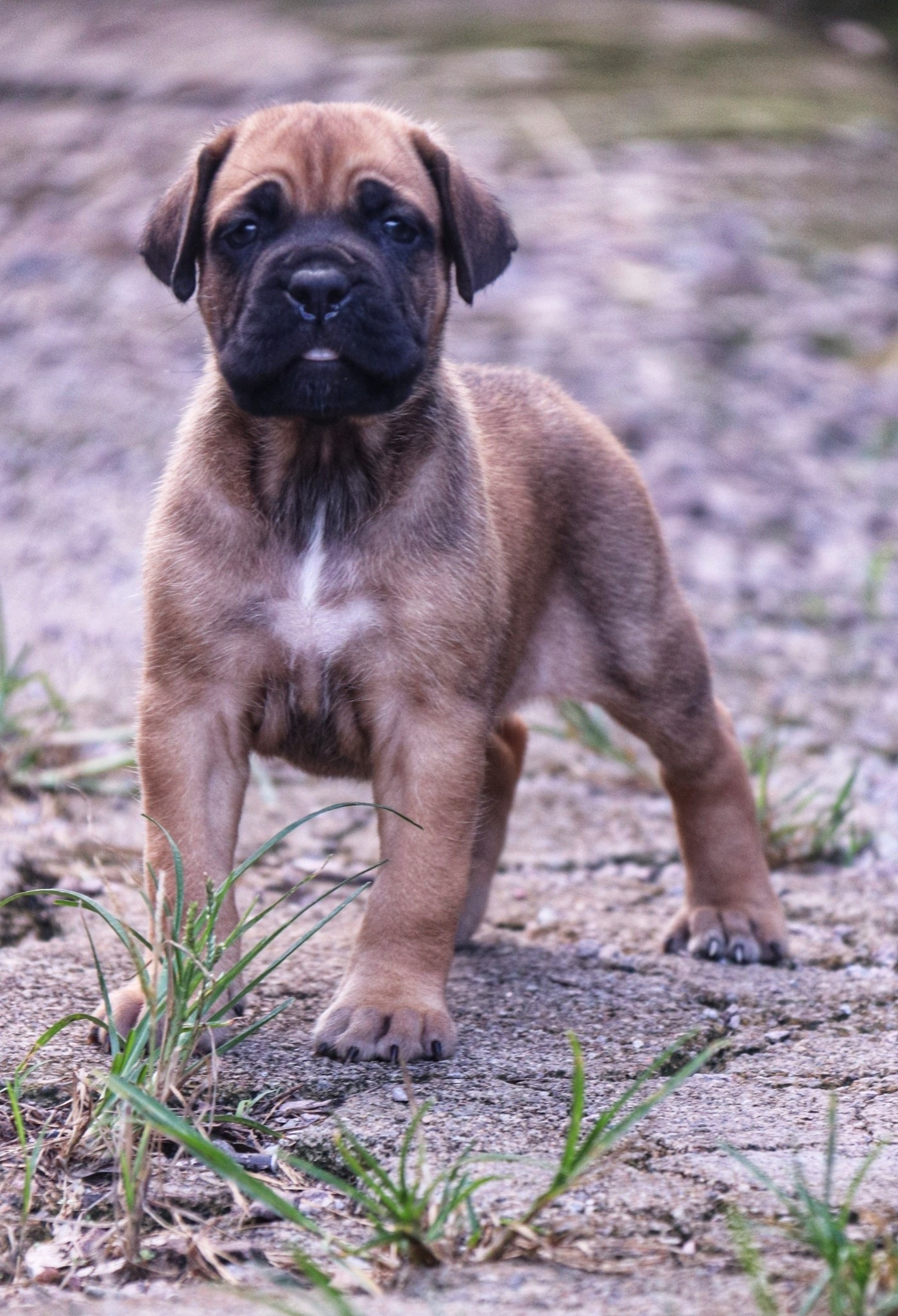 部分铁面幼犬展示 - 卡斯罗交易 - 猛犬俱乐部-中国具有影响力的猛犬