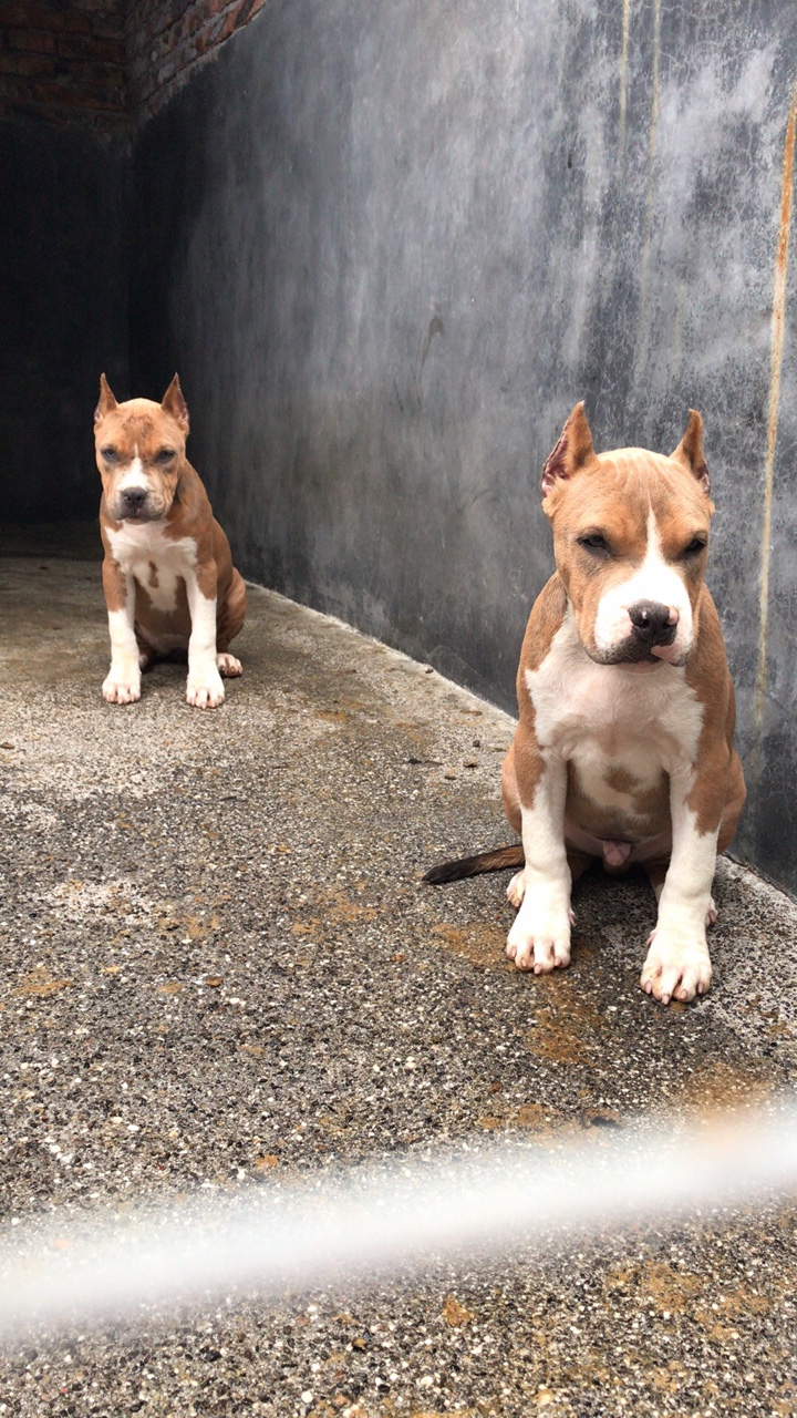 斯塔福幼犬两窝!