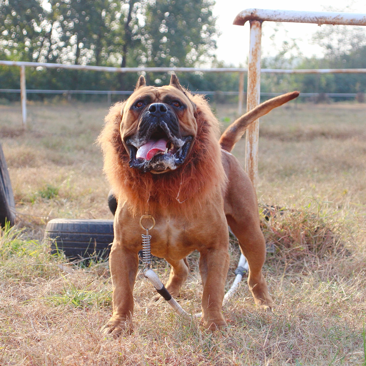 铁面之师中国龙对外借配