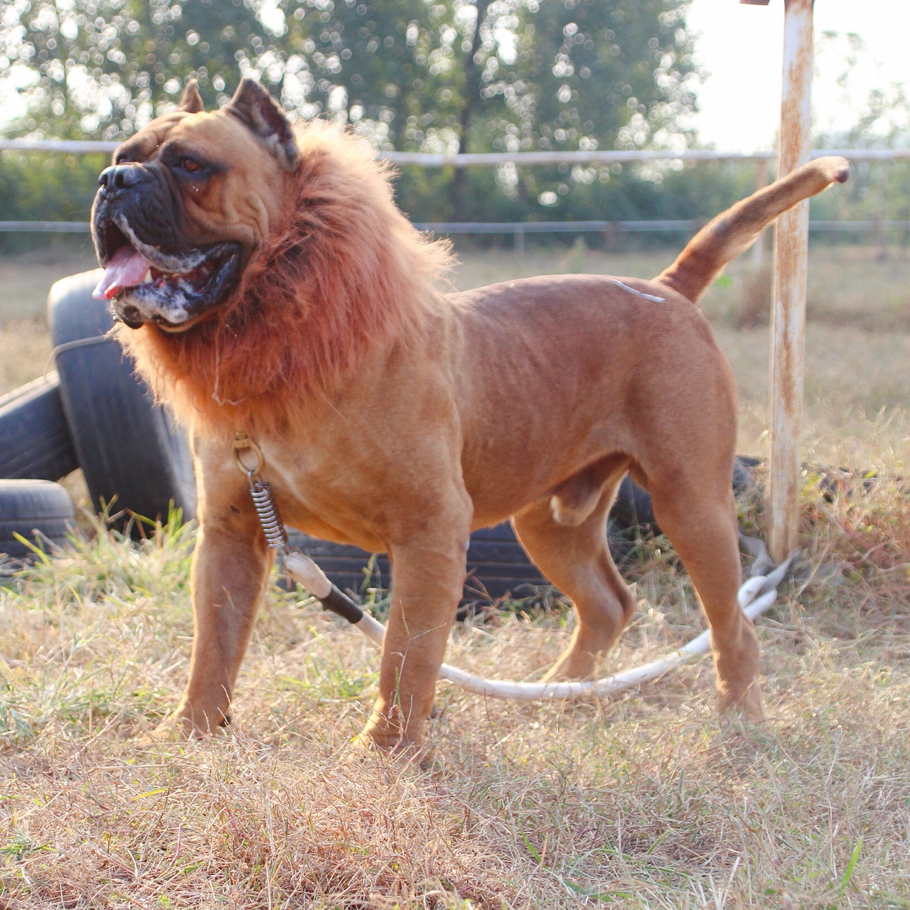 铁面之师中国龙对外借配