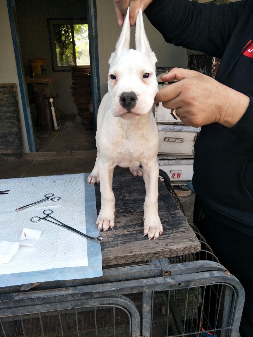 双血统杜高幼犬.