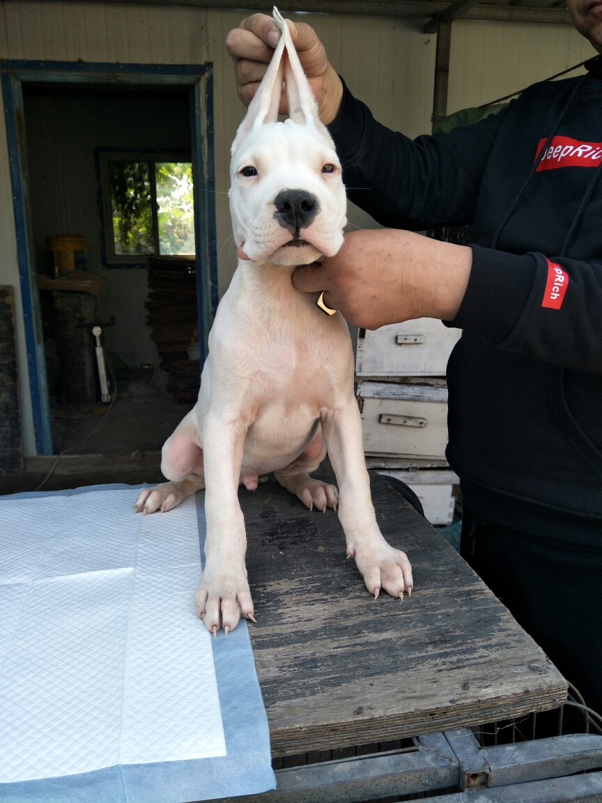 双血统杜高幼犬.