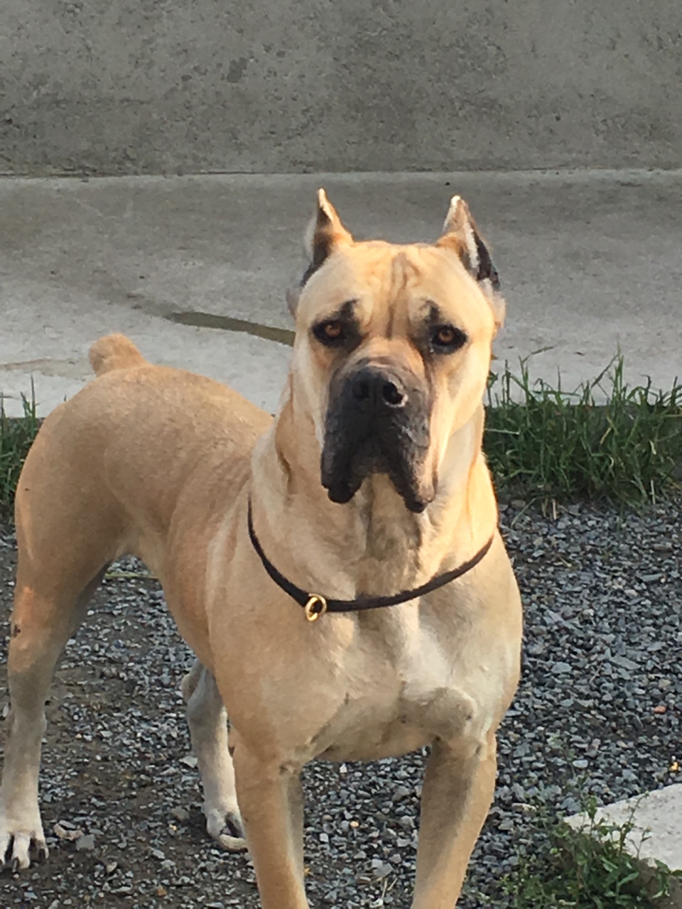 铁面大母 - 卡斯罗交易 - 猛犬俱乐部-中国具有影响力的猛犬网站