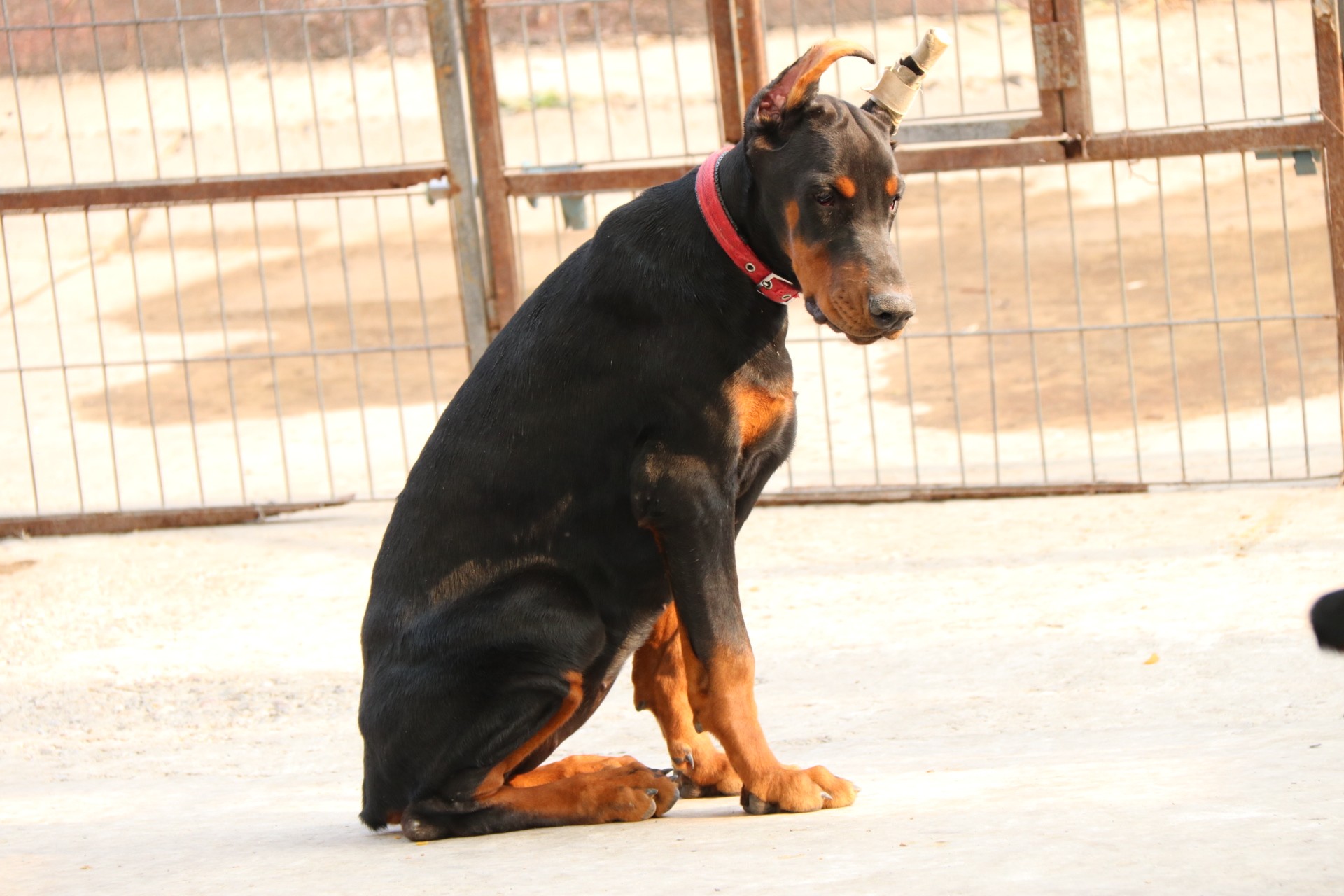 精品德系杜賓 - 杜賓犬交易 - 猛犬俱樂部-中國具有影響力的猛犬網站