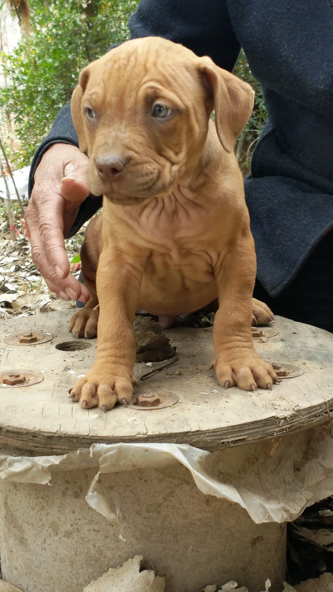 一个多月小比特耶鲁血 - 比特犬交易 - 猛犬俱乐部-中国具有影响力的