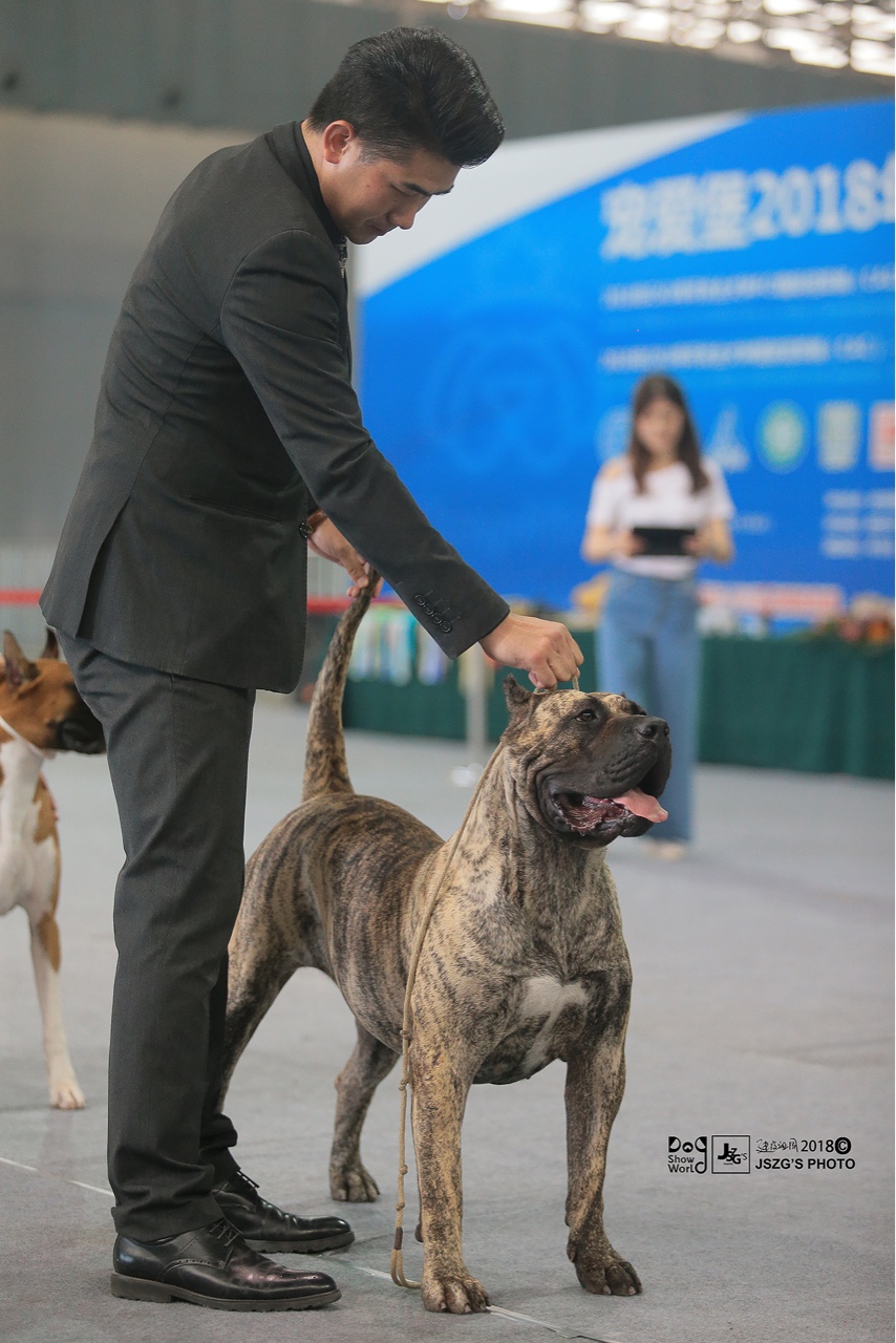 中国第一只超级登陆冠军母犬