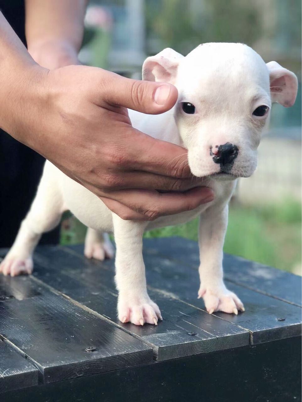 恶霸犬爪子带白图片