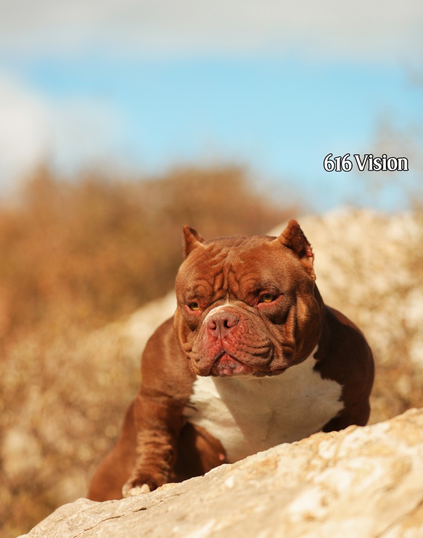 北京武帝犬业巴顿
