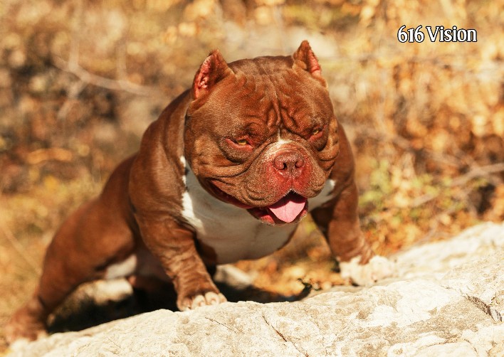 北京武帝犬业巴顿