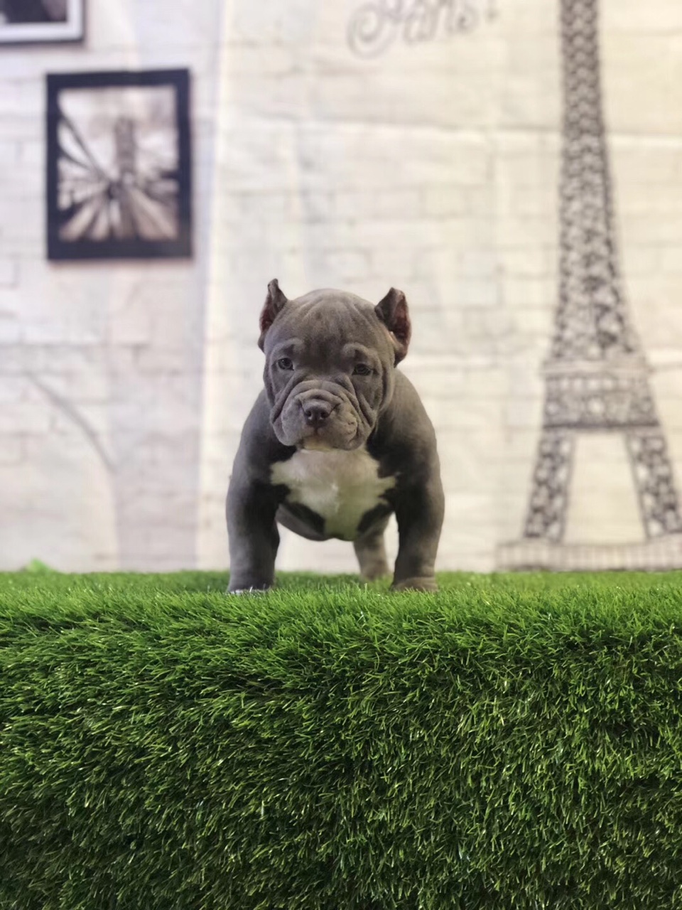 父亲伯爵,母亲红魔孩子,高品质,低价格,喜欢的加微看视频