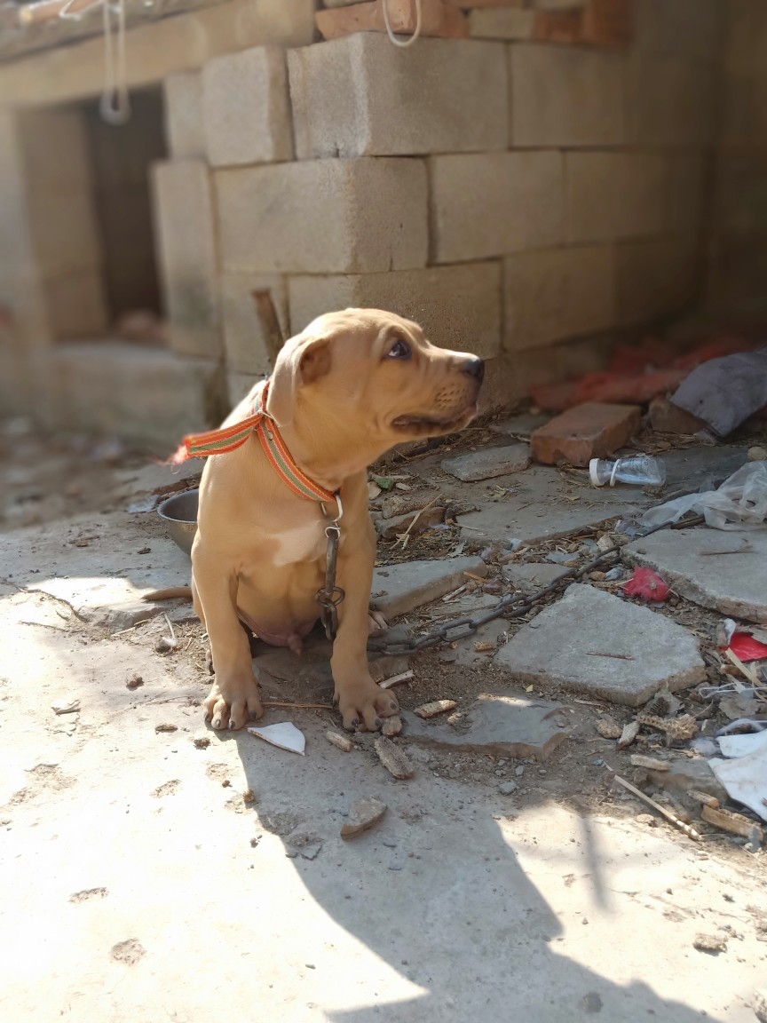 三个月了,几多加珍珠,小公 - 比特犬交易 - 猛犬俱乐部-中国具有影响