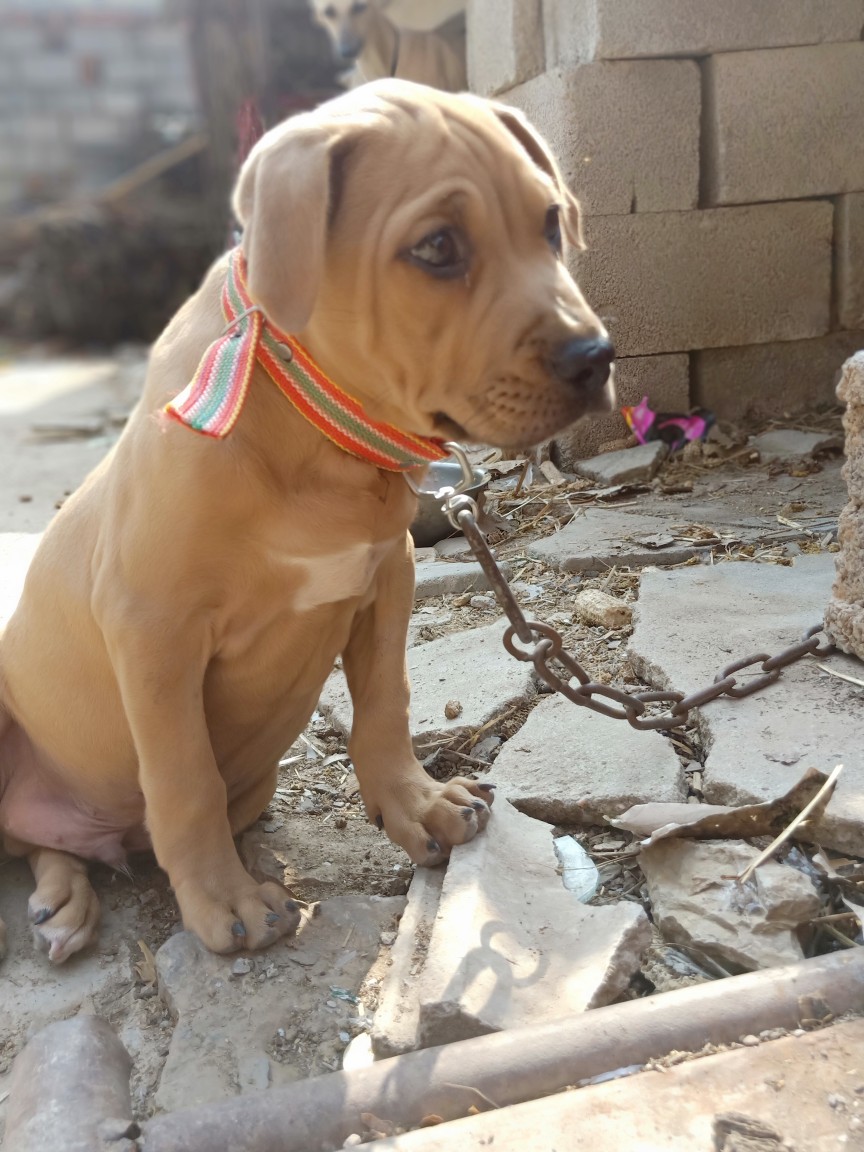 三个月了,几多加珍珠,小公 - 比特犬交易 - 猛犬俱乐部-中国具有影响