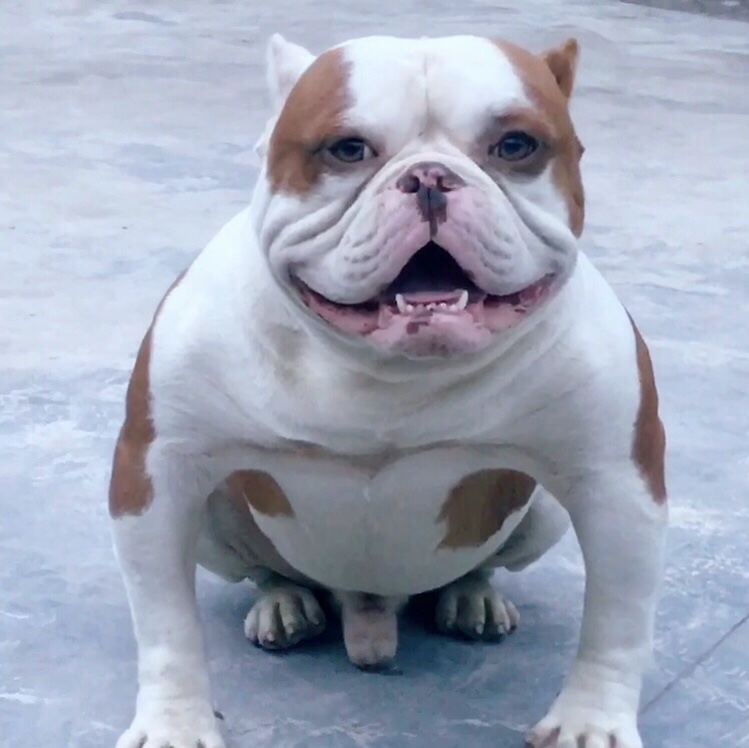 没空照料特价便宜出售家养高品质美国斗牛犬