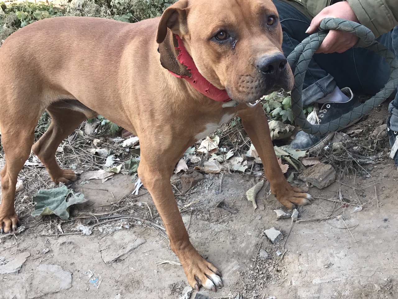 首页 69 犬种交易 69 比特犬交易 69 基多孙子,打偏脖,打前夹.