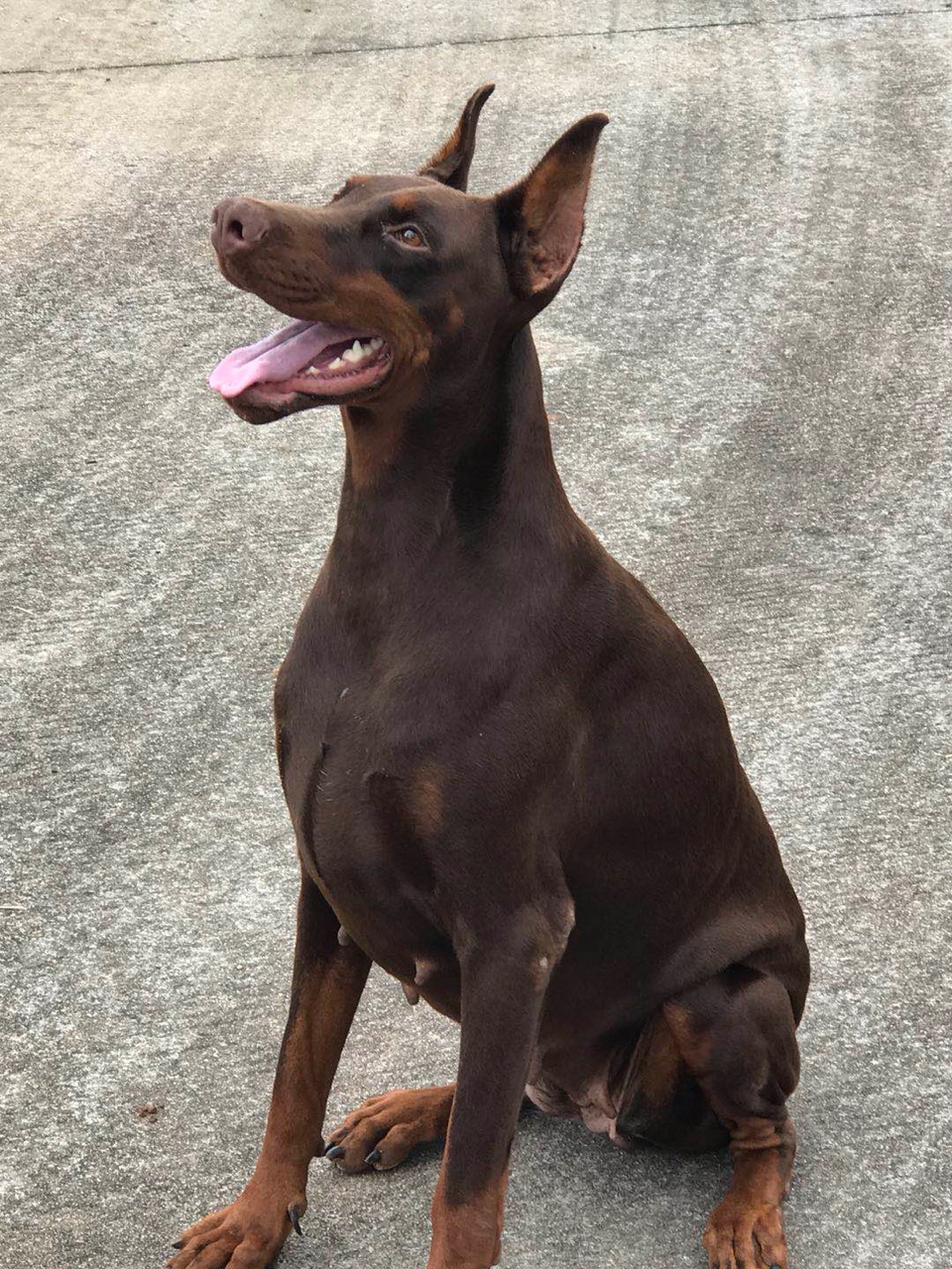 杜宾犬交易 - 猛犬俱乐部-中国具有影响力的猛犬网站 - powered by