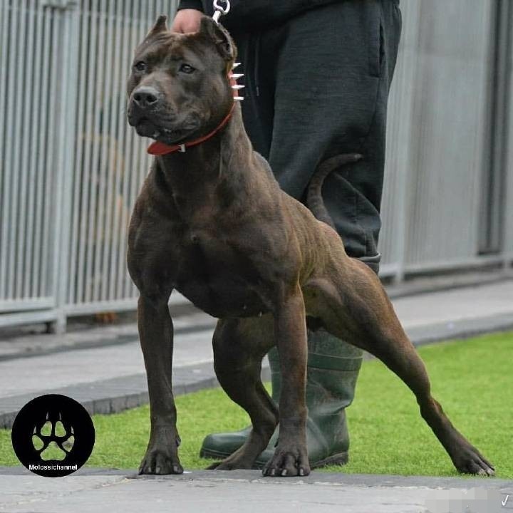 你最喜欢哪种颜色的比特犬?