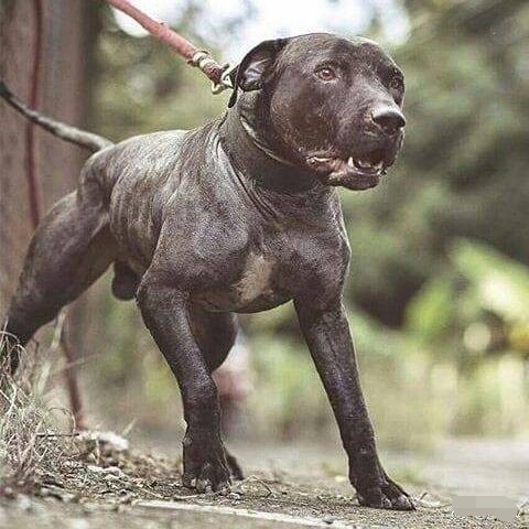 你最喜欢哪种颜色的比特犬?