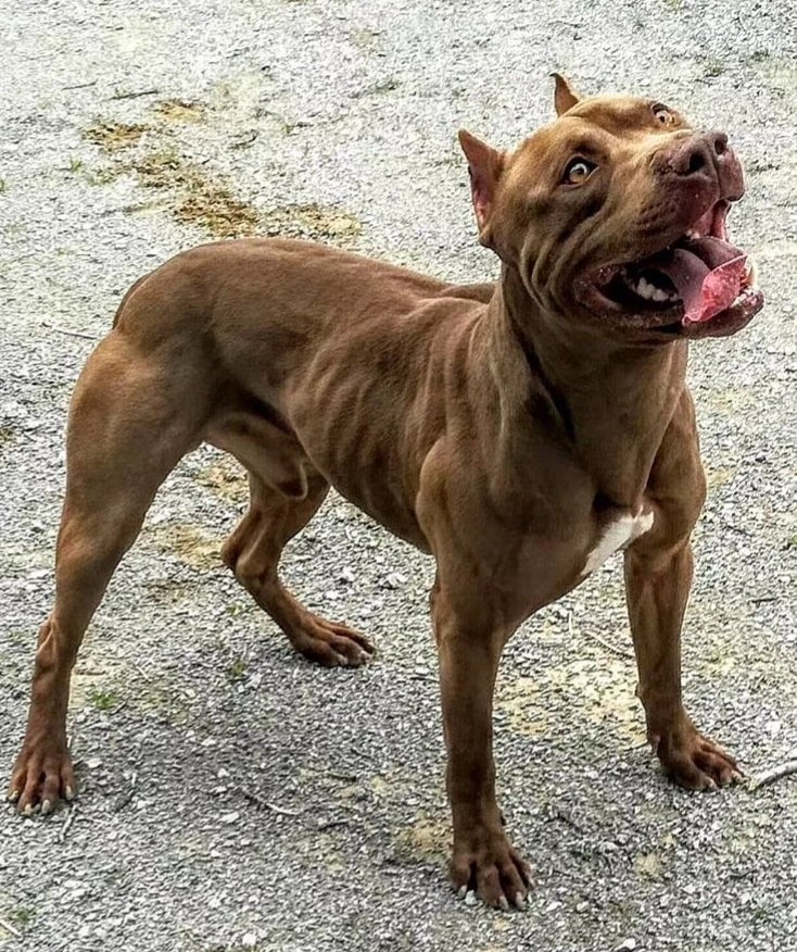 你最喜欢哪种颜色的比特犬?