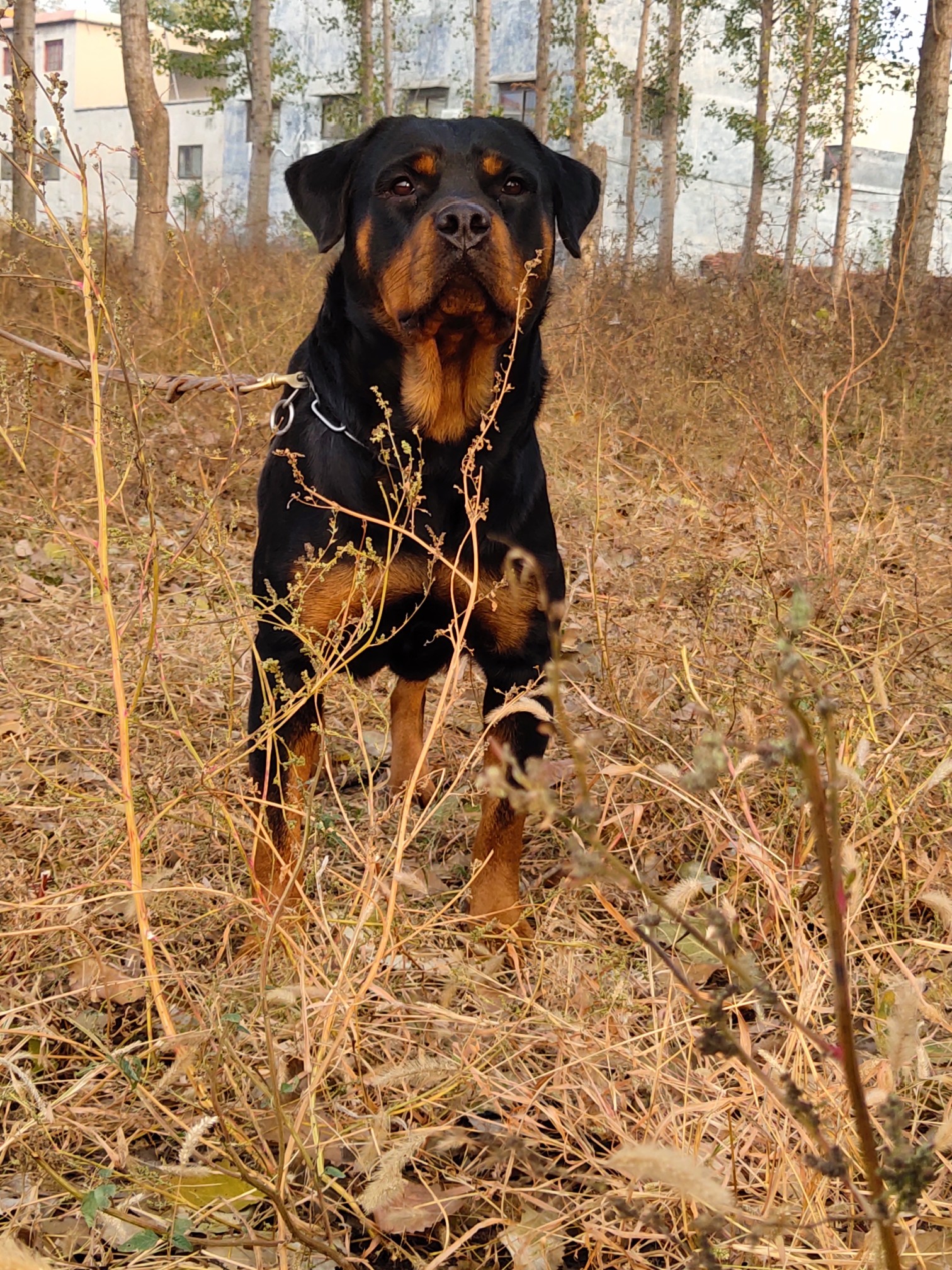 三个月断尾母,2200元 - 罗威纳交易 - 猛犬俱乐部-中国具有影响力的