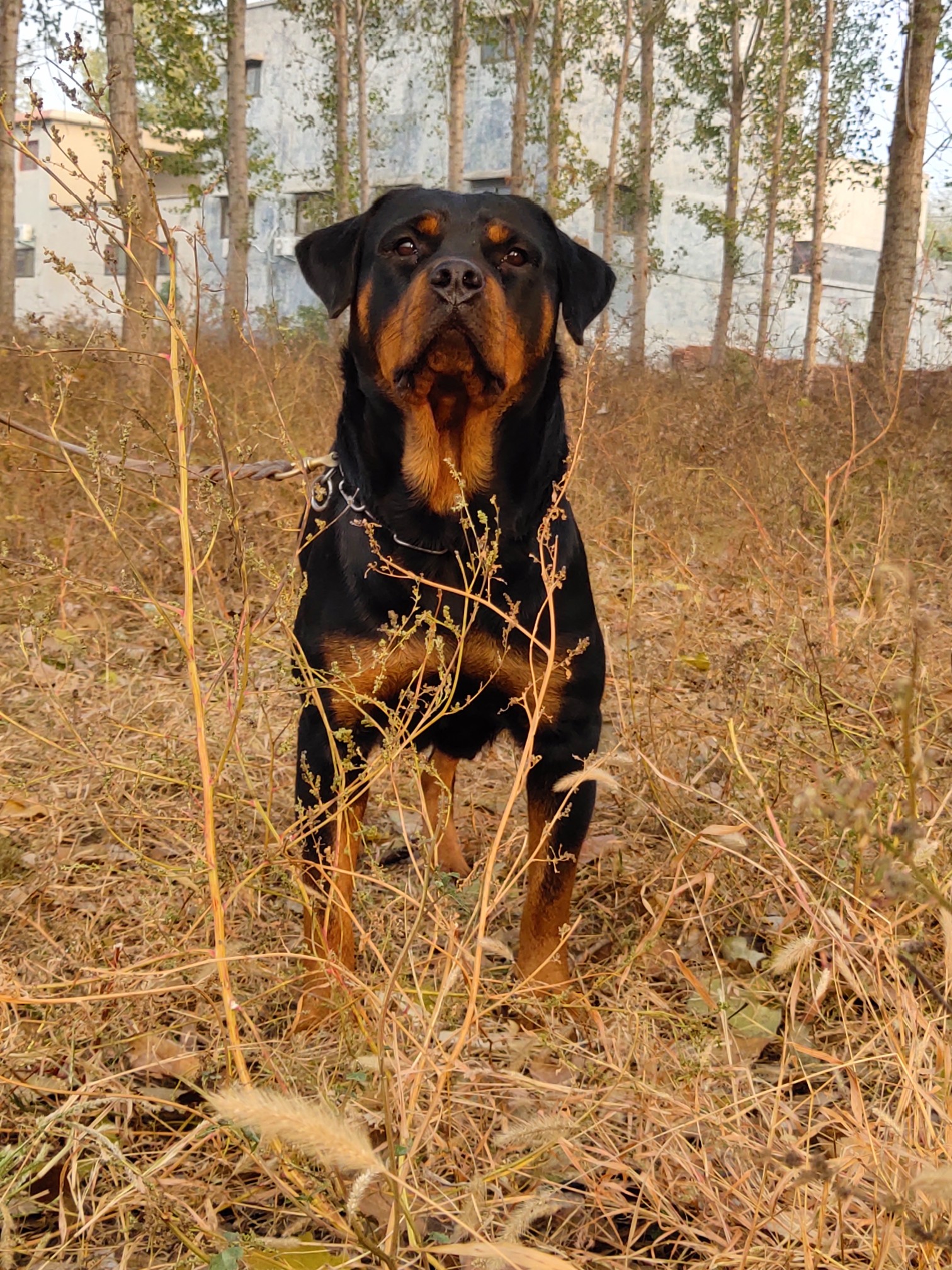 三个月断尾母,2200元 - 罗威纳交易 - 猛犬俱乐部-中国具有影响力的