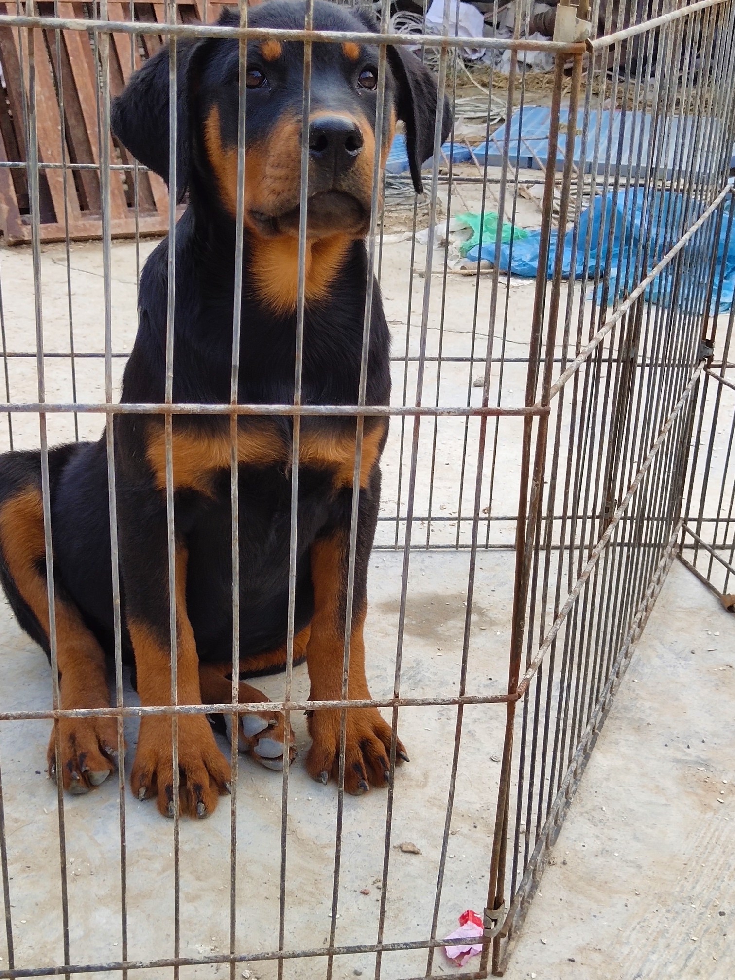 三个月断尾母,2200元 - 罗威纳交易 - 猛犬俱乐部-中国具有影响力的