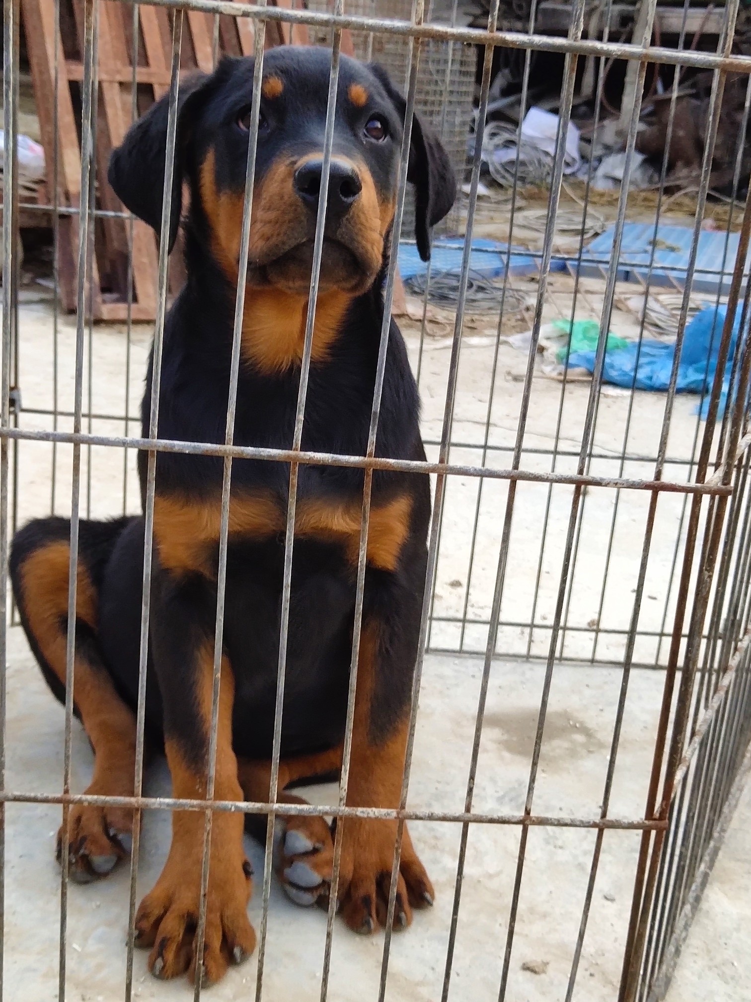 三个月断尾母,2200元 - 罗威纳交易 - 猛犬俱乐部-中国具有影响力的