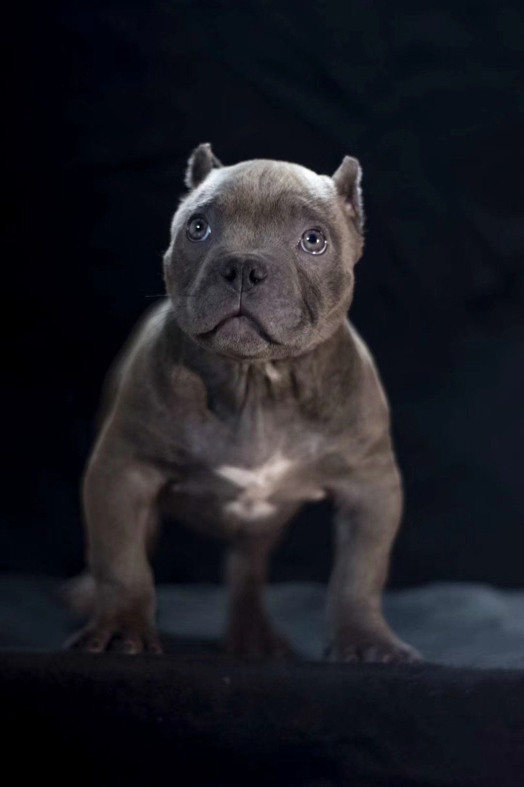 纯种恶霸犬maze后代微体蓝色母