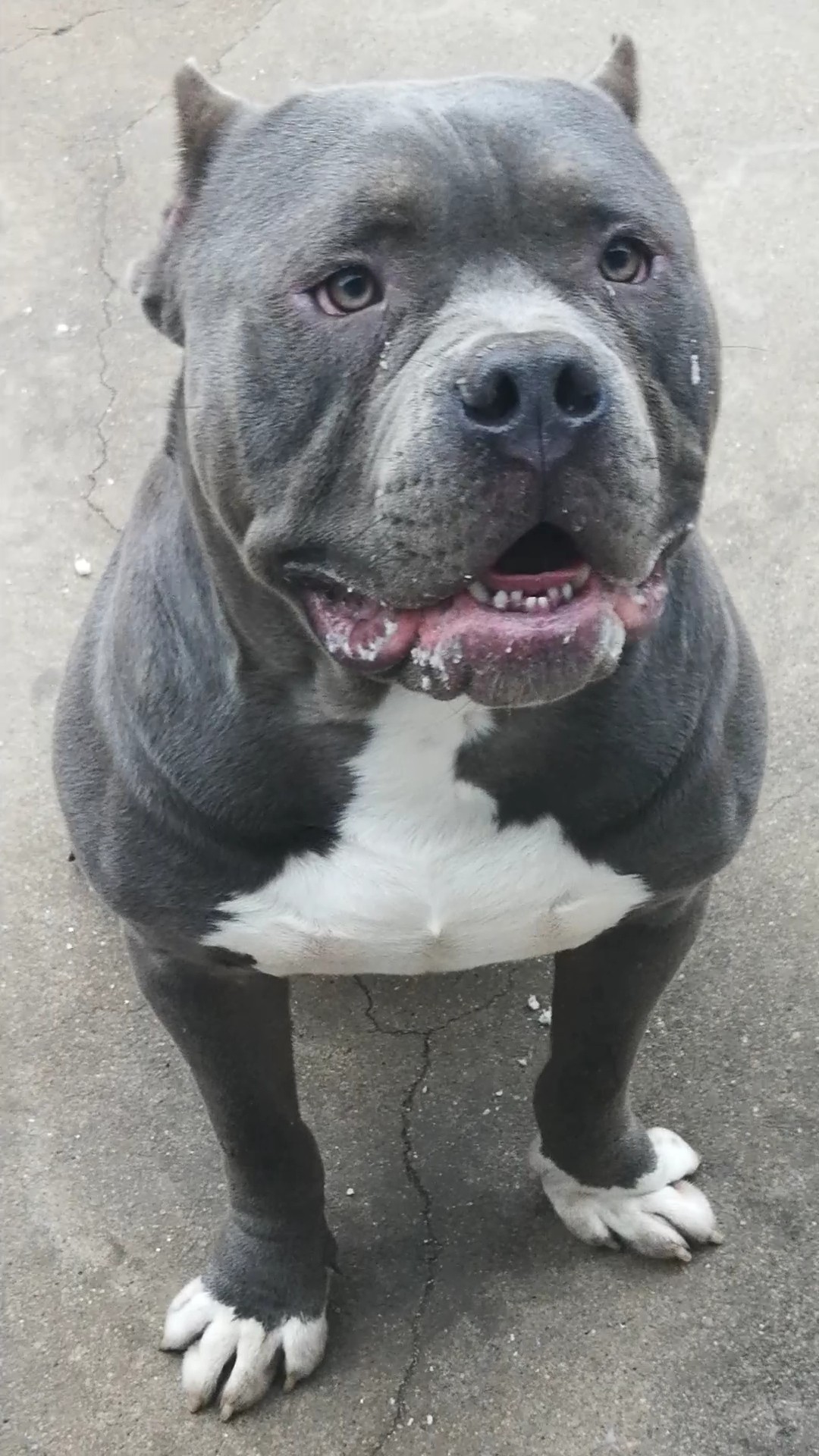 公母不限 - 恶霸犬交易 - 猛犬俱乐部-中国具有影