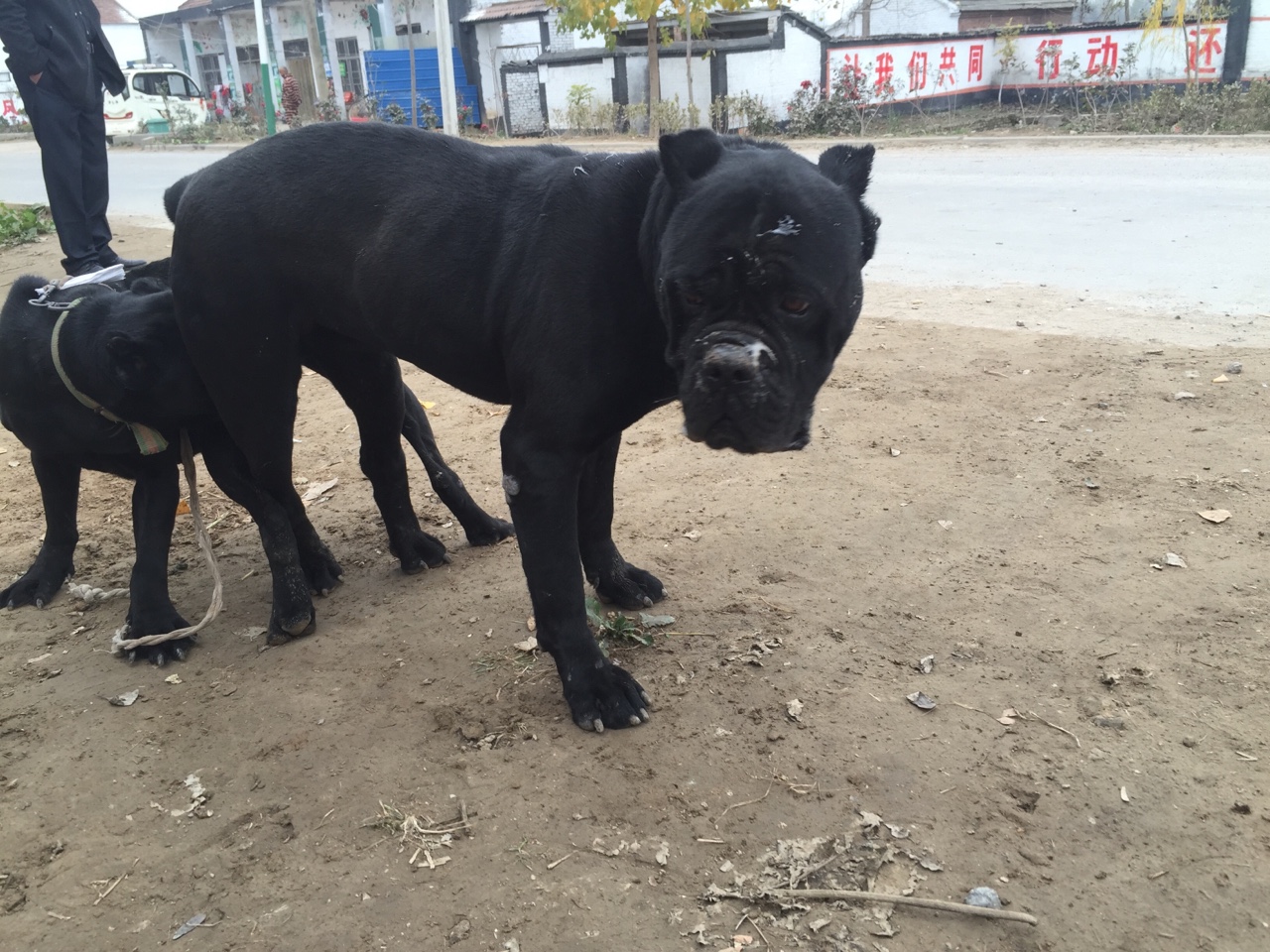 黑旋风～对外借配1500元