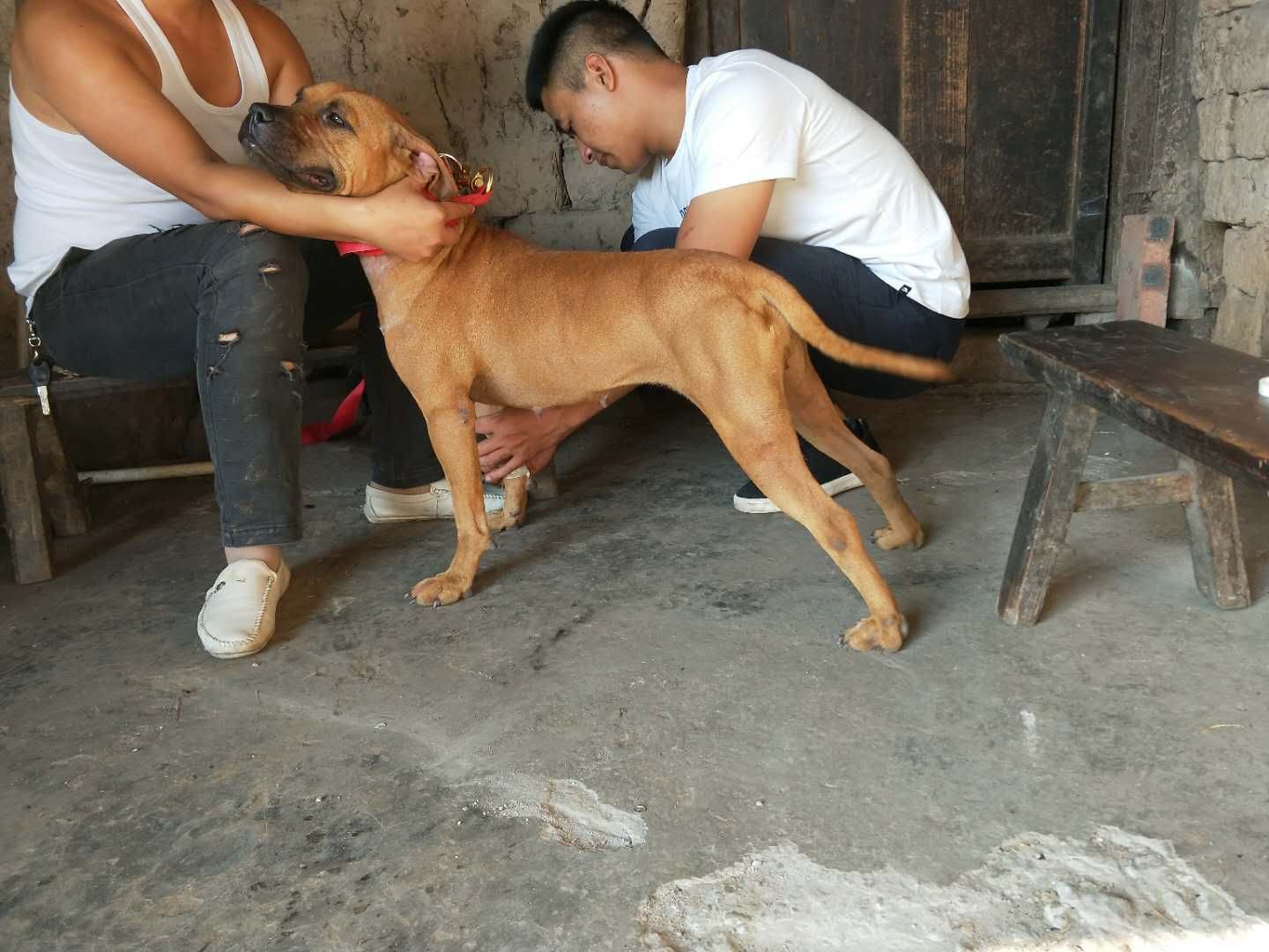 比特犬交易 - 猛犬俱乐部-中国具有影响力的猛犬网站 - powered by