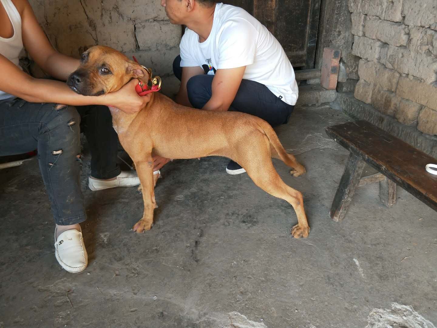比特犬交易 - 猛犬俱乐部-中国具有影响力的猛犬网站 - powered by