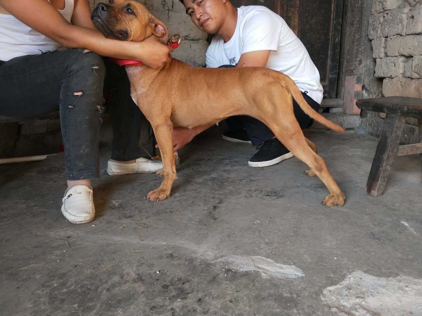 比特犬交易 - 猛犬俱乐部-中国具有影响力的猛犬网站 - powered by
