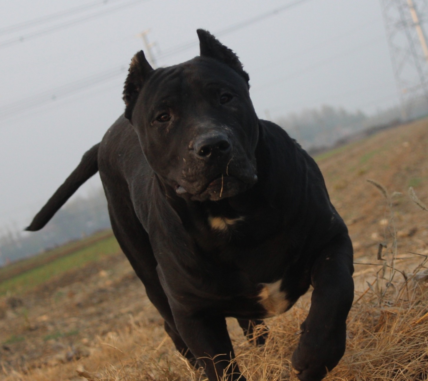 黑色加纳利犬图片图片