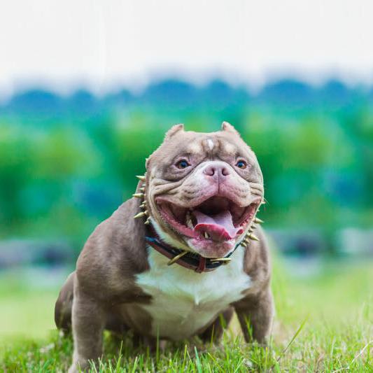 红魔孙系公爵后代