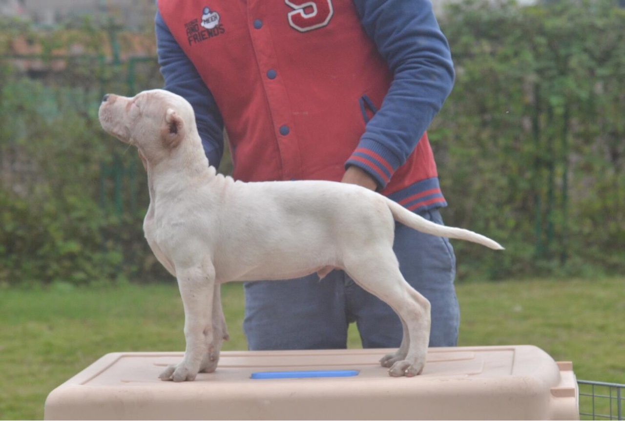 重庆汉森后代 杜高犬 猛犬俱乐部-中国具有影响力的猛犬网站