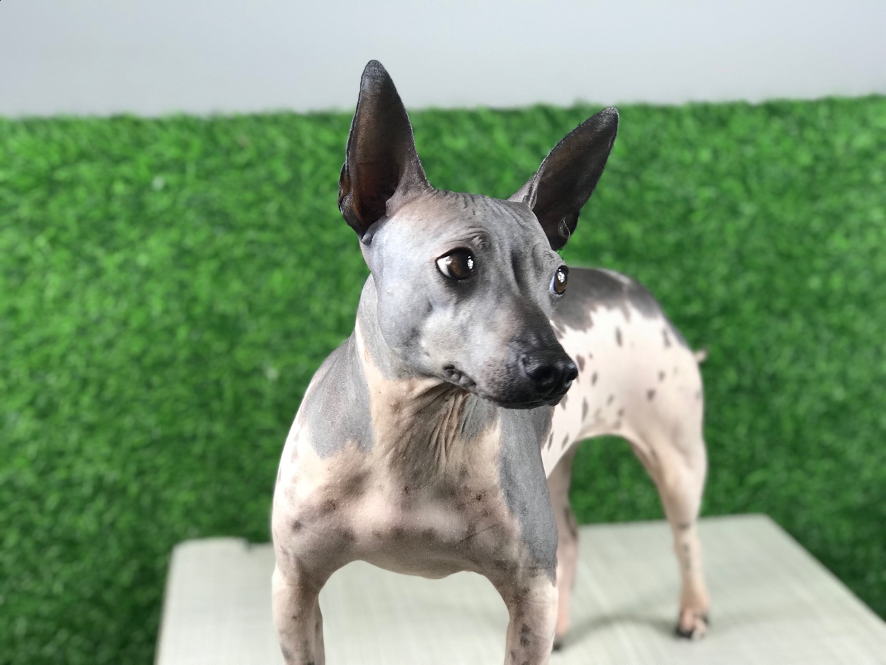 美国无毛梗 - 综合工作犬 - 猛犬俱乐部-中国具有影响力的猛犬网站