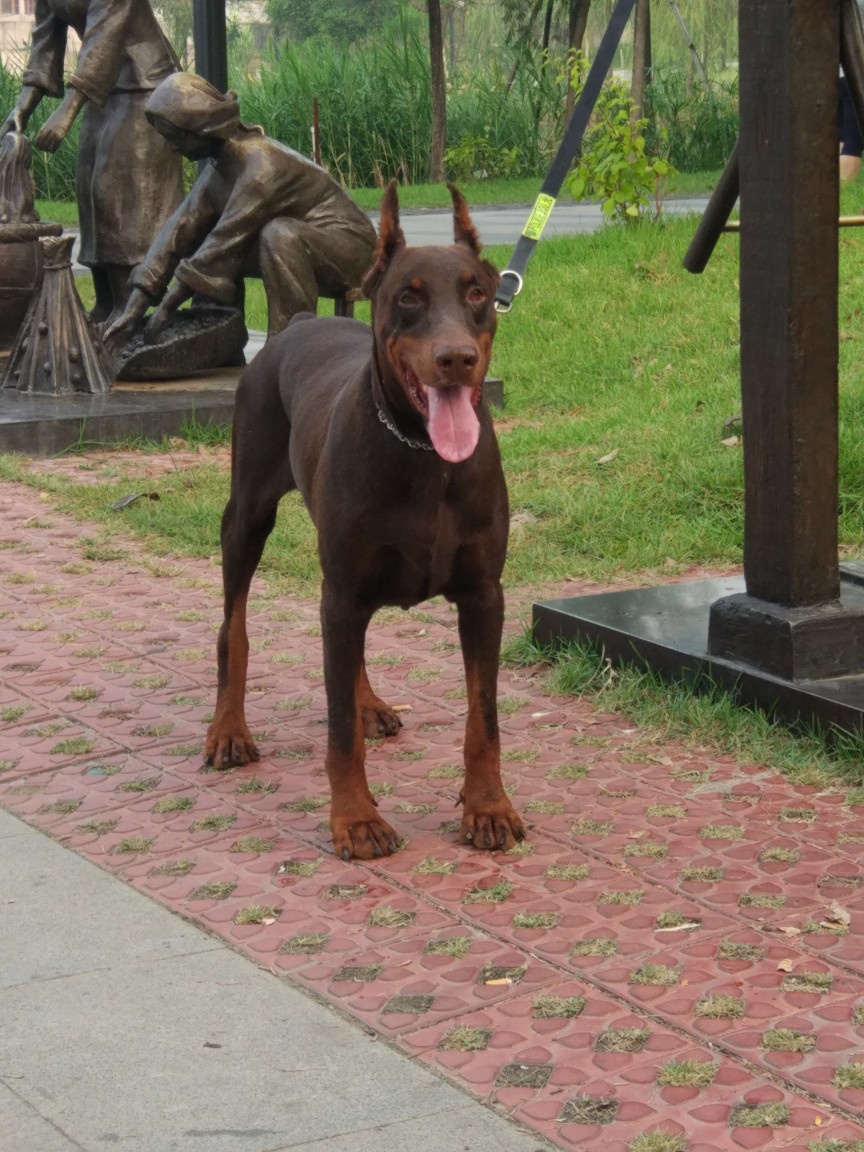 科目杜宾种公 - 杜宾犬交易 - 猛犬俱乐部-中国具有影响力的猛犬网站