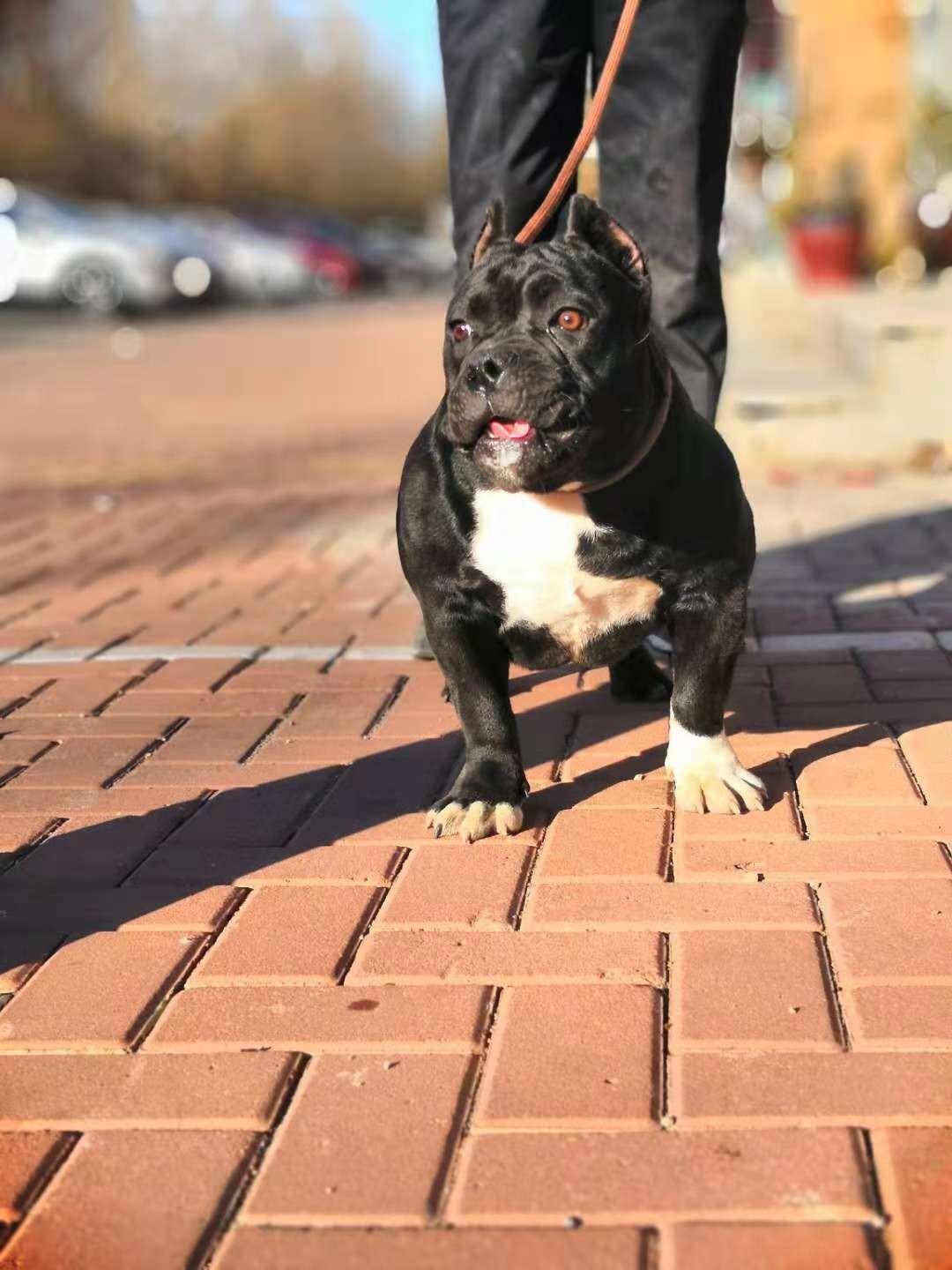 口袋体恶霸小母六个月